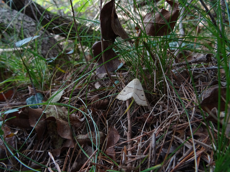 Crocallis elinguaria - Geometridae